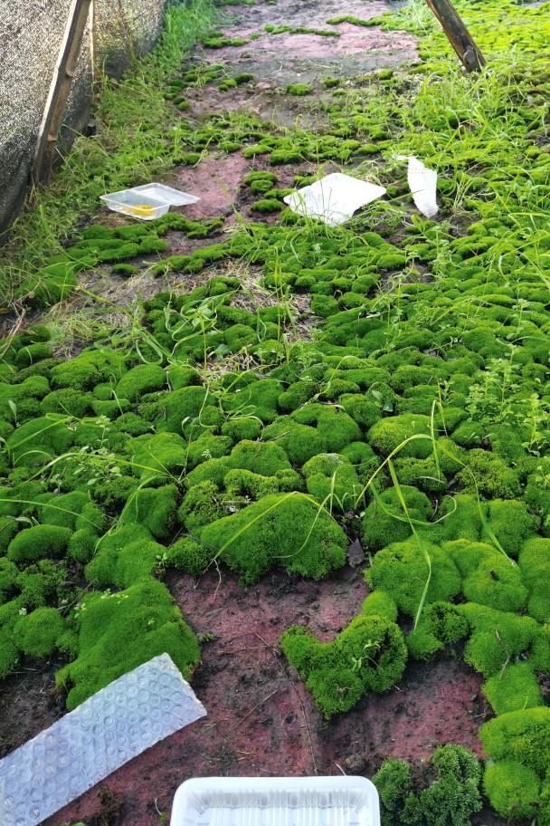 人工棚养殖苔藓微景观葫芦藓朵朵藓盆景假山水陆雨林缸爬虫缸苔藓