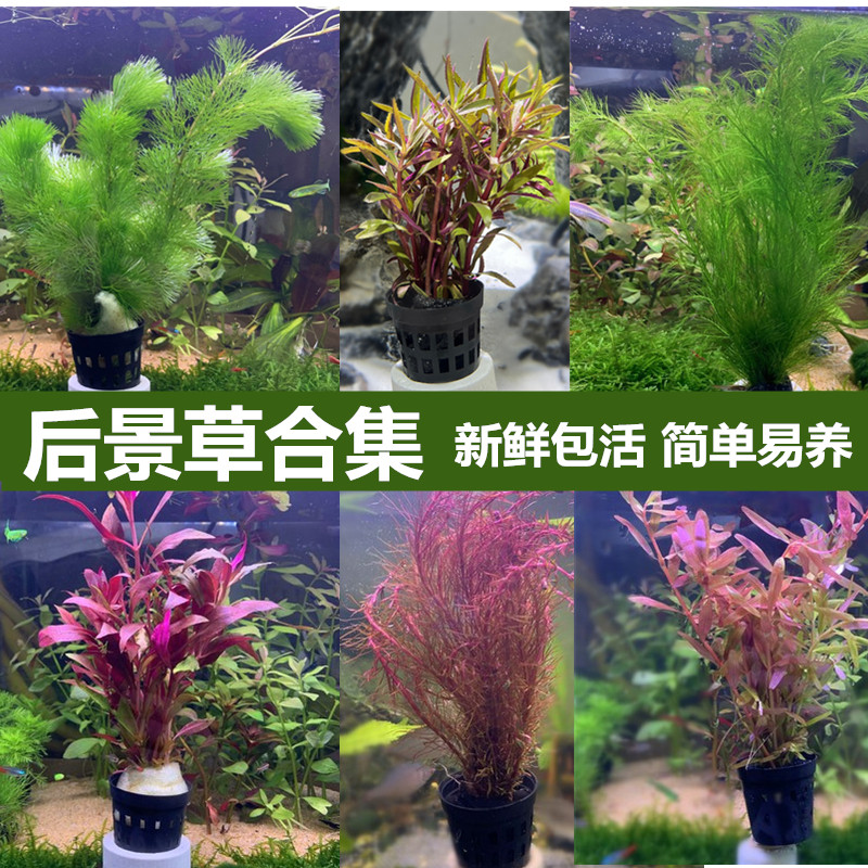 水草植物小鱼缸造景全套绿色系中后景宫廷草蜈蚣水草活体水草绿菊使用感如何?
