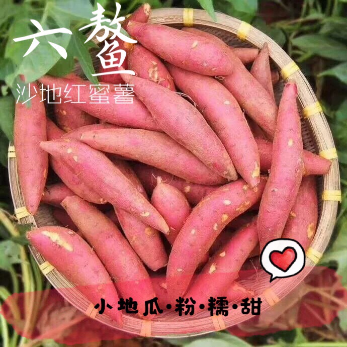 小红薯六鳌沙地红心番薯富硒地瓜红蜜薯五斤装新鲜农家现挖包邮