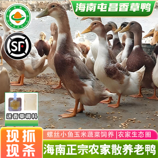 【顺丰包邮】海南香草鸭散养正宗屯昌农家麻土老鸭肉新鲜现抓现杀