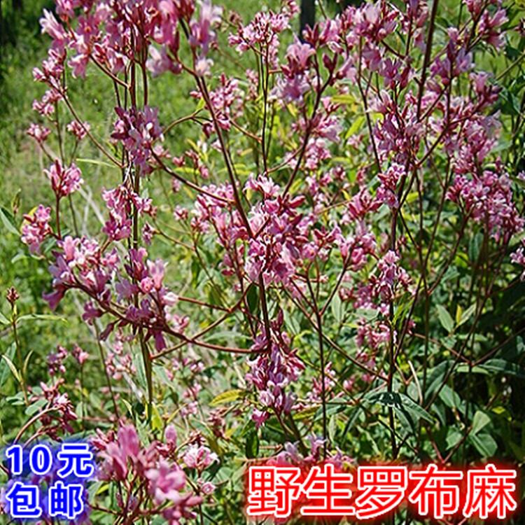 野生罗布麻种子 别称红麻茶叶花红柳子苗罗布麻种苗发芽率高保真