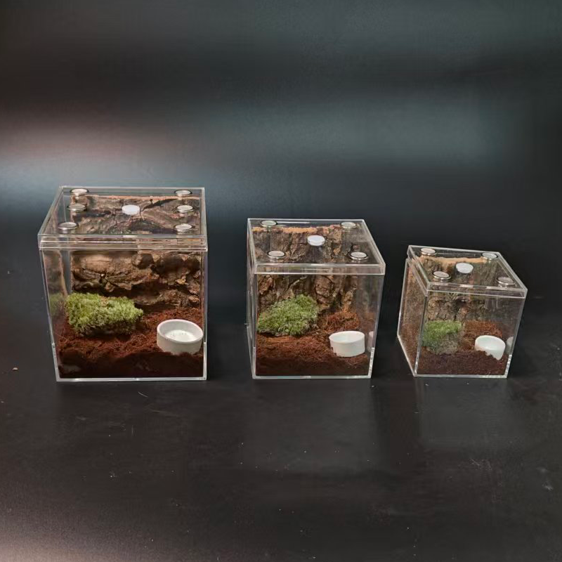 地栖树栖爬虫宠物饲养盒金直间火玫瑰蜘蛛蝎子蜈蚣蟋蟀盒