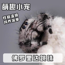 跳蛛宠物蜘蛛佛罗里达跳蛛灰佛桌面迷你好饲养卢卡斯寝室活物异宠