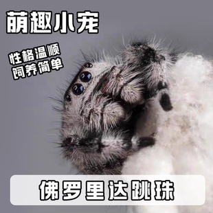 跳蛛宠物蜘蛛佛罗里达跳蛛灰佛桌面迷你好饲养卢卡斯寝室活物异宠