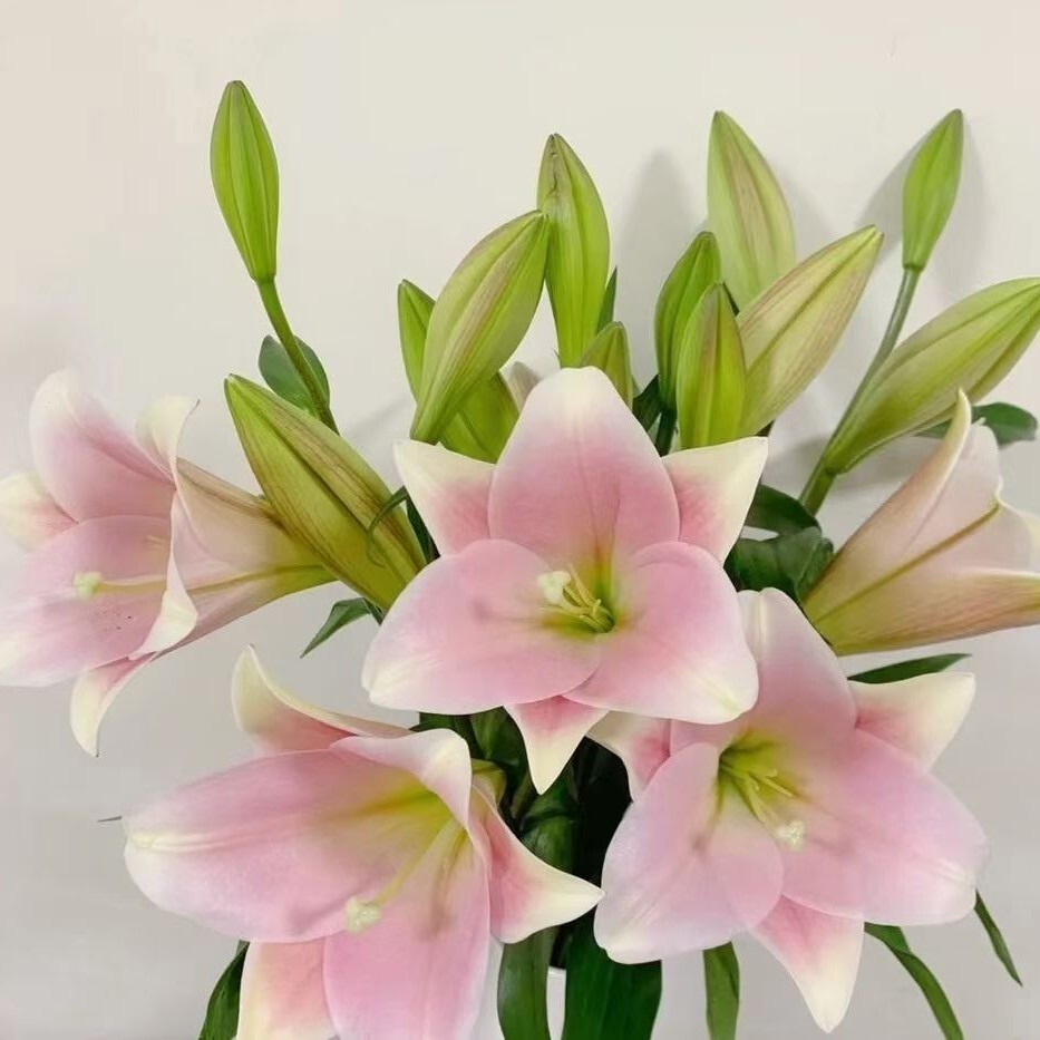 新品粉色白色铁炮百合北京直发清香型家庭用生活鲜花顺丰包邮低价