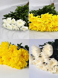 北京黄白菊花束上坟祭奠扫墓哀悼清明节鲜花速递河北同城包邮