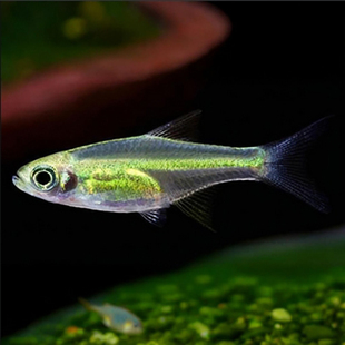绿晶灯鱼草缸热带鱼群游观赏鱼小型鱼南美灯鱼进口靓丽南美缸水草