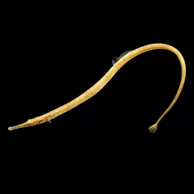 红腹海龙 淡水 海龙鱼 短吻海龙与 热带 小海龙 七角海龙 趴趴龙