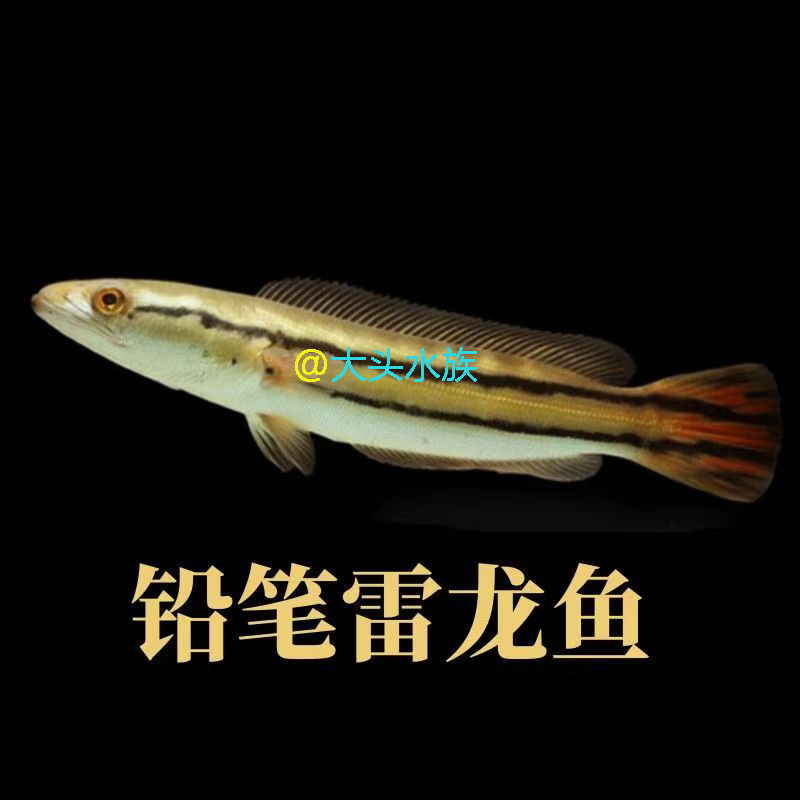 铅笔鱼 多曼铅笔 铅笔雷龙鱼  龙鱼配鱼 大型 猛鱼 凶猛肉食