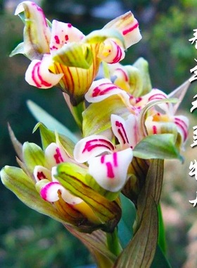 【天彭牡丹】春兰奇花之首 开花浓香型 老品种