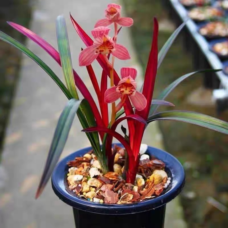 首发特价！【红草红荷】网红草 稀有建兰 开花浓香