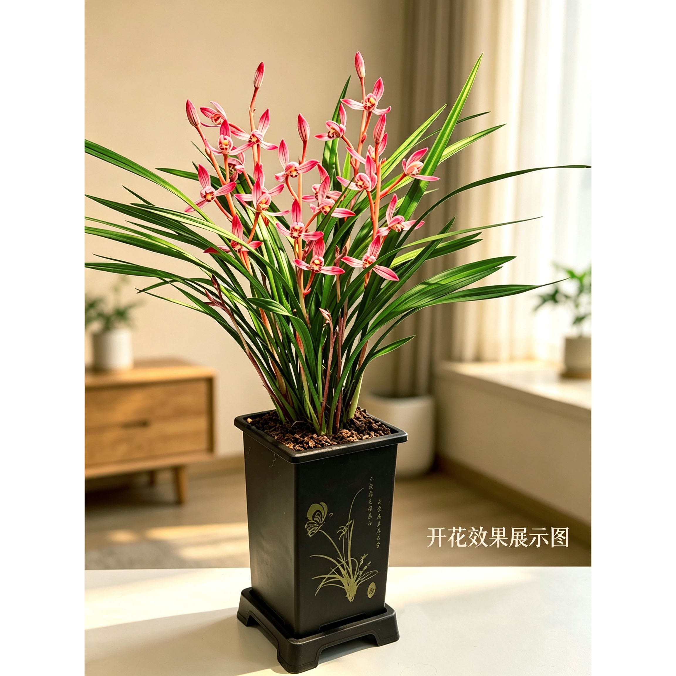 胭脂红 6苗5花起 带花苞 寒兰四大红花之首 开浓香型红花