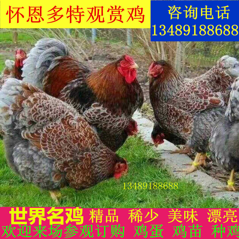 怀恩多特鸡蛋 大体型紫色怀特观赏鸡 黑白花怀特种蛋受精蛋可孵化