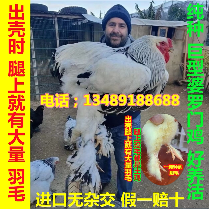 巨型婆罗门鸡种蛋受精蛋可孵化 进口一代纯种梵天鸡 大体型观赏鸡