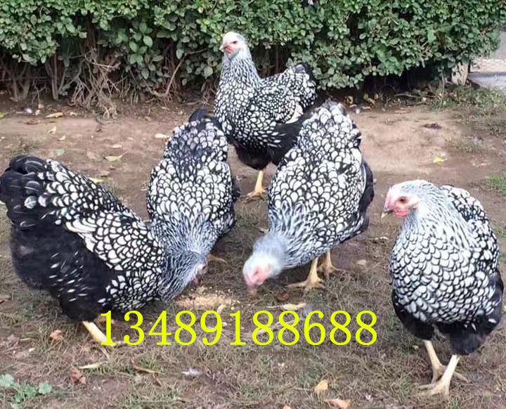 怀恩多特鸡蛋 黑白花怀特观赏鸡 大体怀特 怀特种蛋受精蛋可孵化