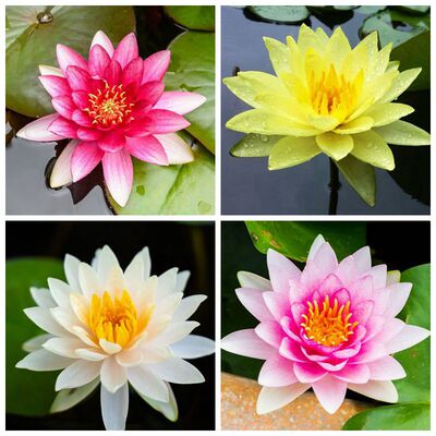 大睡莲根块池塘睡莲花水培植物耐热莲花盆栽水养花卉荷花睡莲根茎