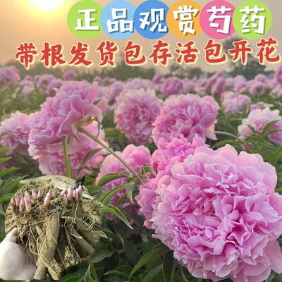 多年生重瓣芍药耐寒耐热好养易种