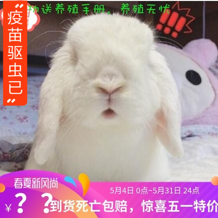 精品活体宠物侏儒迷你荷兰道奇 猫猫兔熊猫垂耳兔 兔子包邮包活在类目 宠物/宠物食品及用品, 兔类及其用品, 兔中 - 来自Buy2taobao.com提供专业的淘宝代购服务