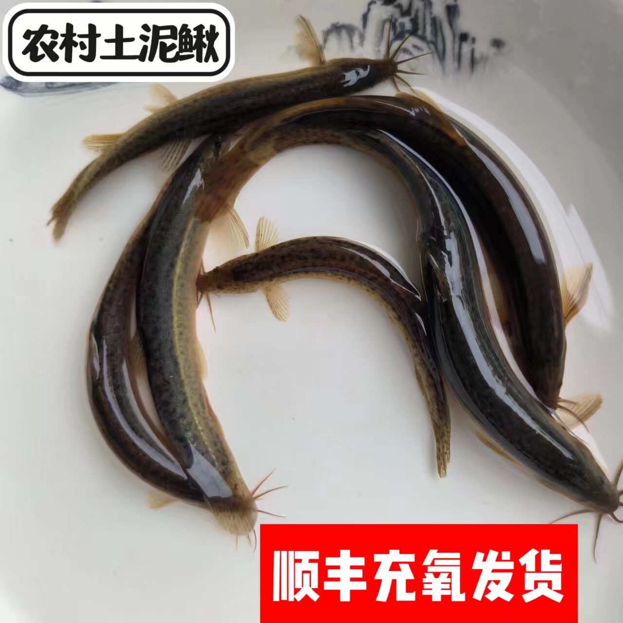 湖南常德农村土泥鳅活体淡水鱼类顺丰充氧发货新鲜
