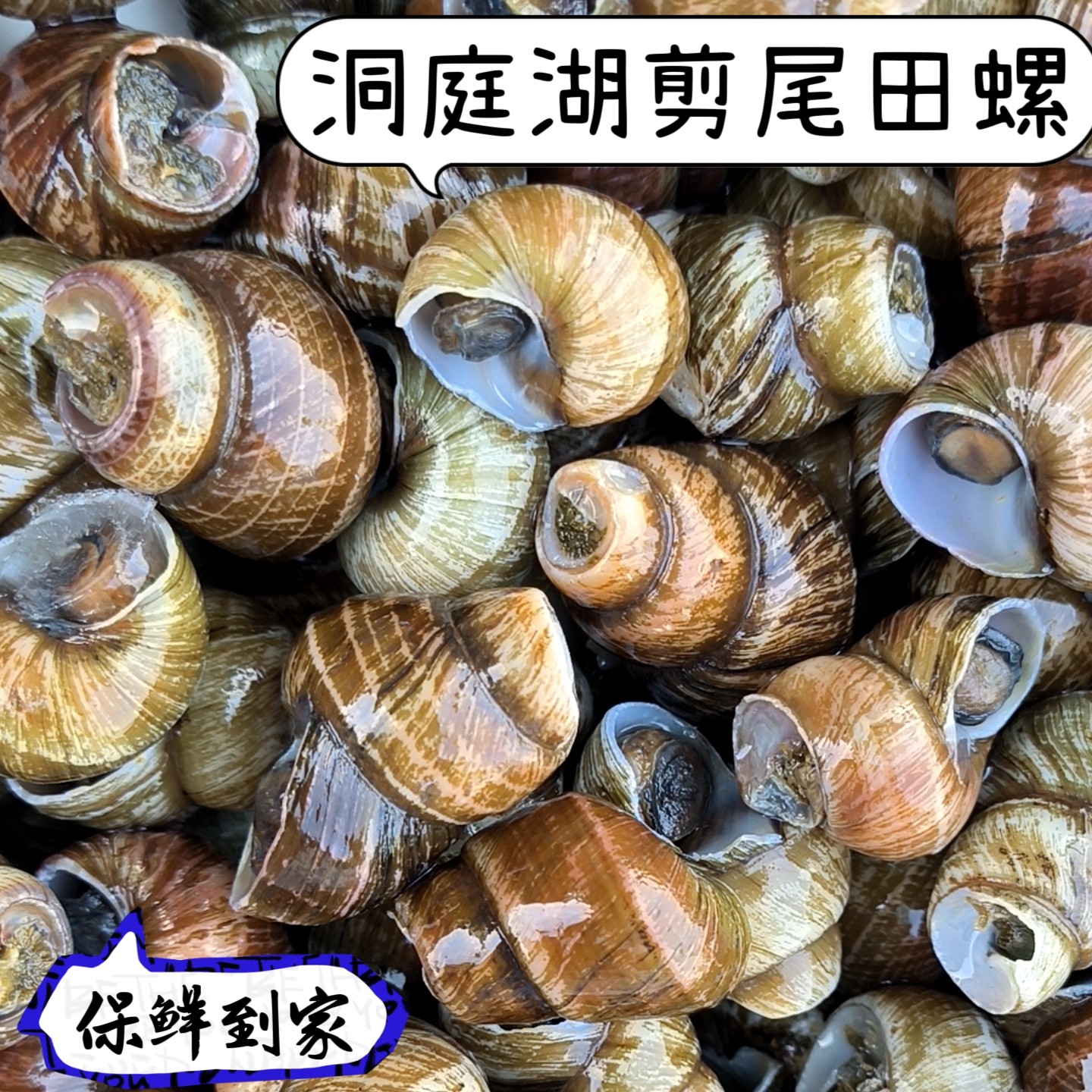湖南野生田螺新鲜除尾嗦螺活体剪尾石螺新鲜淡水螺蛳无沙田螺批发