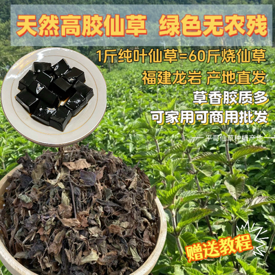 正宗高胶仙草干烧仙草纯叶草粿草草果草龟苓膏凉粉草仙草干凉粉草