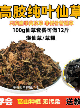 高胶质仙草全叶正宗仙人草黑凉粉草干烧仙草龟苓膏原料草粿草叶子