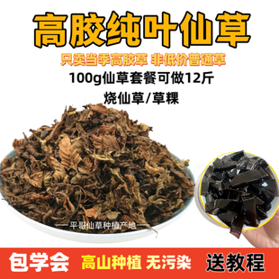 高胶质仙草全叶正宗仙人草黑凉粉草干烧仙草龟苓膏原料草粿草叶子