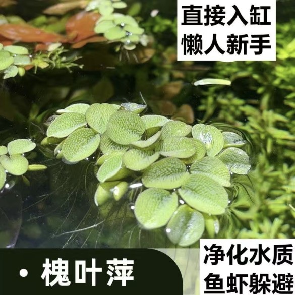槐叶萍浮萍水草水生水培植物水葫芦花卉鱼龟虾缸微造景观绿植 - 实物图