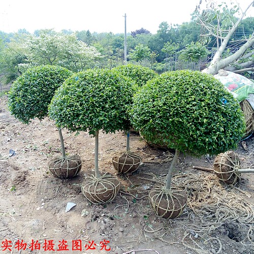 造型树庭院别墅绿化苗木小叶女贞