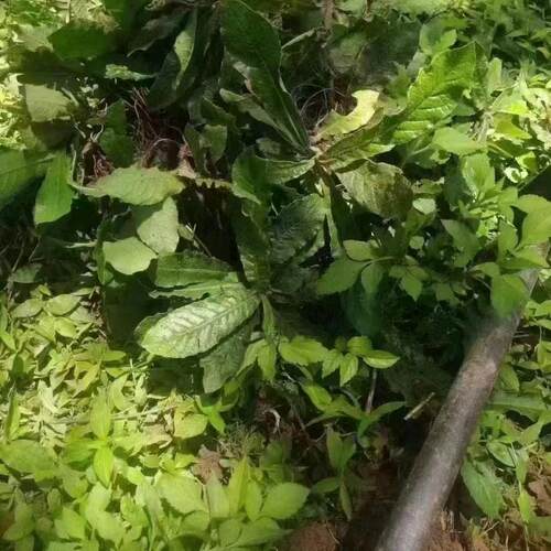 野生地斩头纯根汤料一斤地胆草根头现挖牛吃埔羊耳草地胆头苦地胆