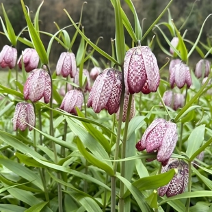 平贝母种球东北中草药多年生贝母种子庭院盆栽四季种植简单易活