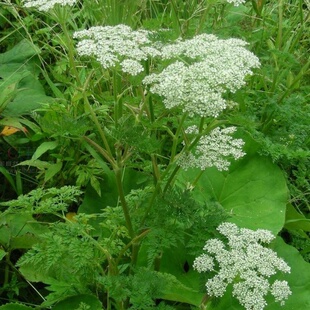 中药材藁本种子川芎香藁本苗实拍盆栽植物室内外地栽种植绿植苗