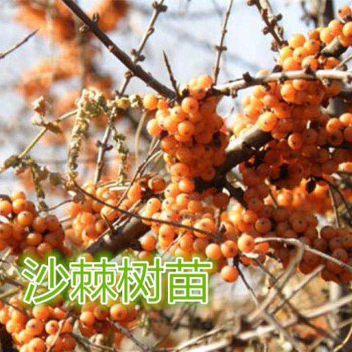 东北沙棘树苗中草药可食用酸刺柳种子种苗庭院盆栽地栽观赏易活苗