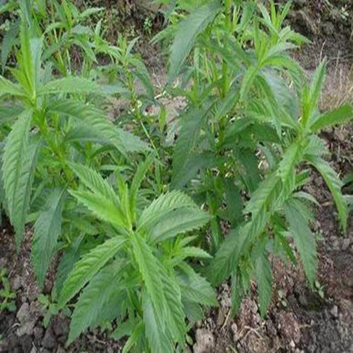 东北地笋种苗非天麻苗地栽易活图片