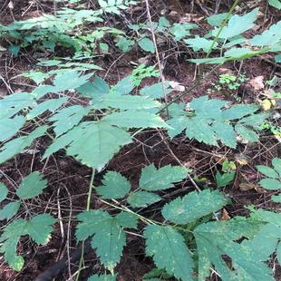 正品类叶升麻根苗中草药升麻种子多年生庭院地栽观赏植物简单易活