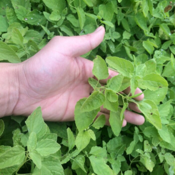 东北党参种子中草药可食用爬藤植物四季播阳台盆栽家庭园艺易种植