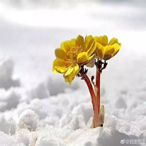 冬季冰凌花种子侧金盏花根苗