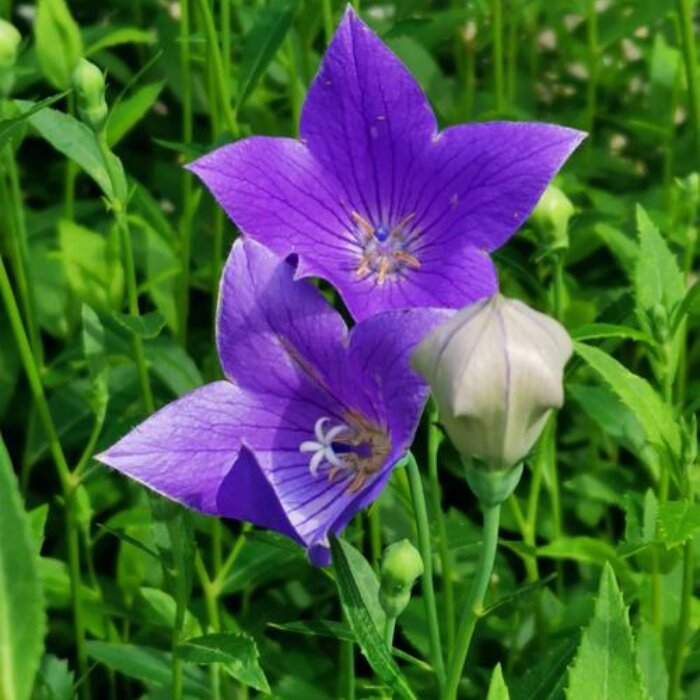 山桔梗种子种苗山野菜铃铛花