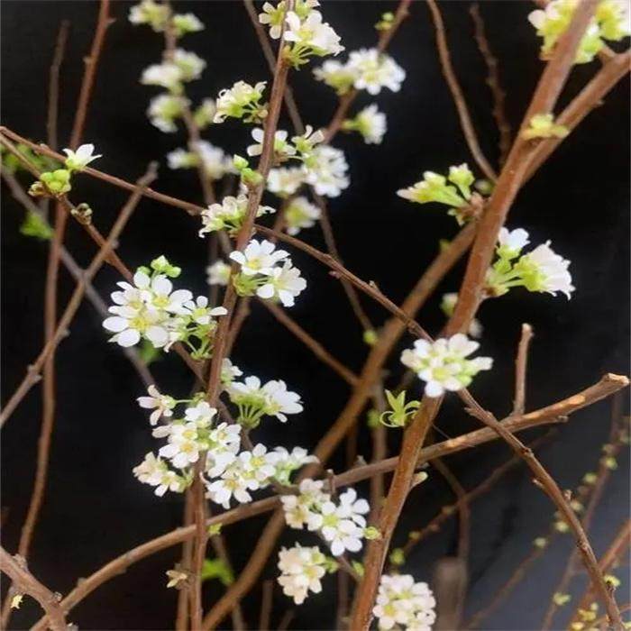 雪柳五谷树中草药植物挂梁青种子种苗南北方家庭盆栽观赏花卉绿植