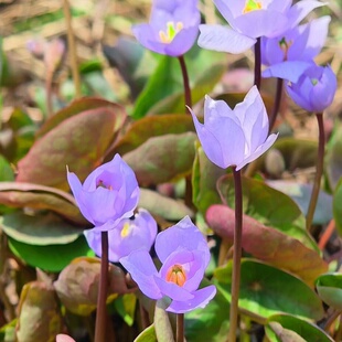 紫色报春花鲜黄连种子多年生中草药耐寒特色花卉家庭园艺爆花品种