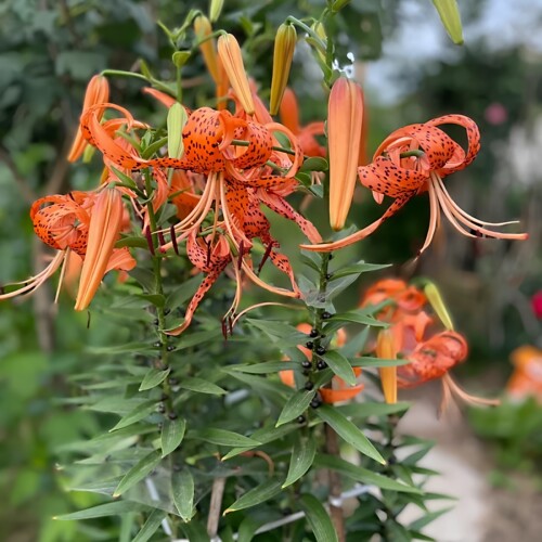 东北中草药植物卷丹百合大球