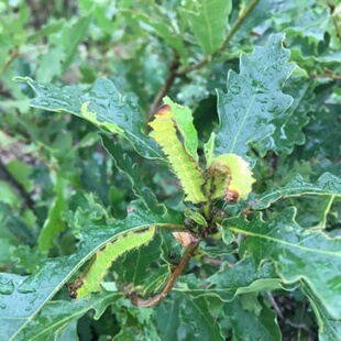 柞树种子蒙古栎树橡树种子种苗南北方家庭园艺绿植盆栽观赏易活