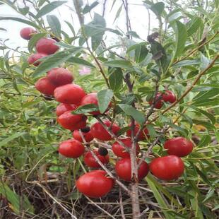 东北中华钙果根苗新鲜欧李种子可食用野果香甜可口庭院地栽耐寒品