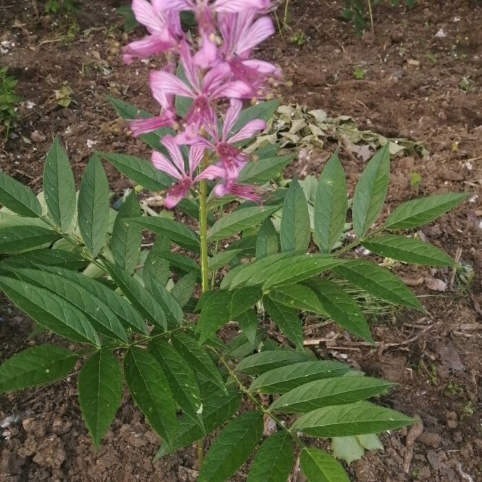 东北白鲜皮种子种苗八股牛中草药山牡丹植物园艺盆栽新奇花卉
