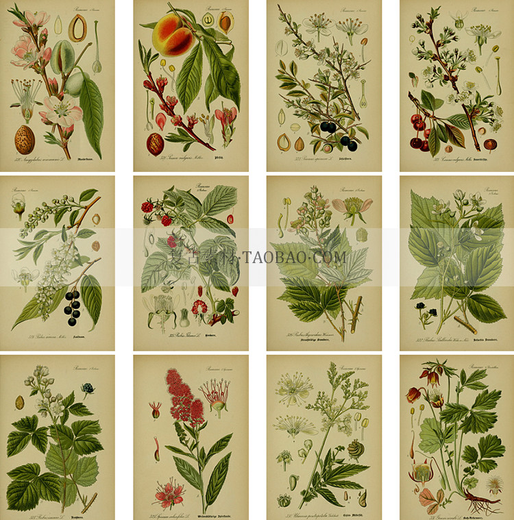 复古手绘德国植物插画装饰海报临摹参考设计junkjournal手账素材