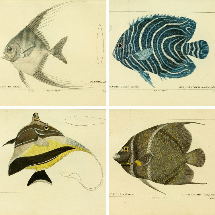 欧美复古鱼类图谱手绘彩绘插画插图设计参考临摹图片素材108张