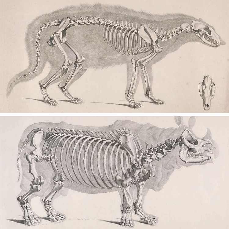 复古手绘素描哺乳爬行动物骨骼解剖图片装饰设计素材资料116张