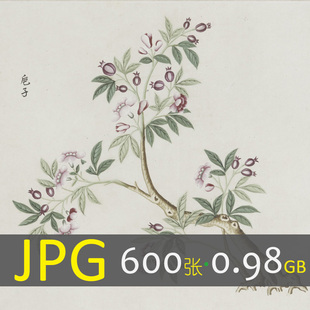 188 中国传统中医药材植物草木花果本草植物手绘JPG高清图片素材