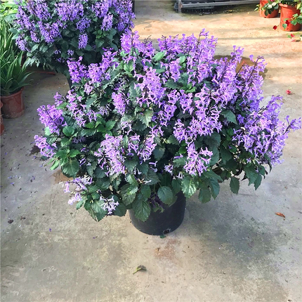 特丽莎香茶菜盆栽室内阳台庭院花包邮