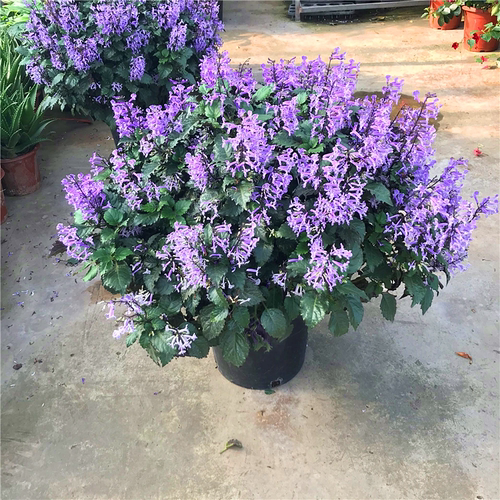 特丽莎阳台吸毒草带花香茶菜包邮